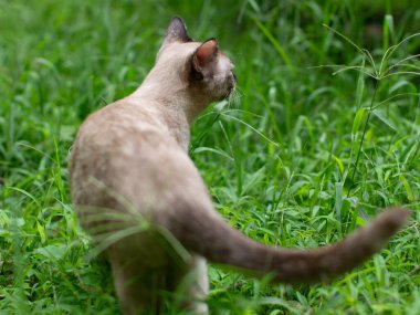 Yeşil çimen arka planına sahip sevimli kahverengi bir kedinin yakın plan portresi..
