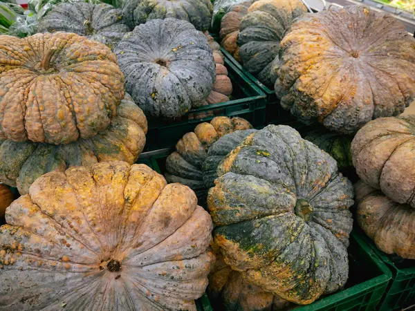 Süpermarkette balkabağı yığını.