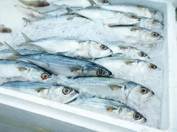 Balık pazarında satılık taze Kocagöz kepçesi..