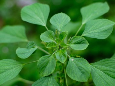 Hint akalizfasının Acalypha indica 'sı aynı zamanda Hint Merkür ya da Hint Nettle' ı olarak da bilinir. Tıbbî kullanımıyla ve köklerini evcil kedilere çekmesiyle tanınır. Kedi nanesi gibi özellikleri vardır..
