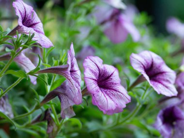 Petunya çiçeği yaz çayırında.