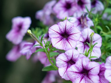 Petunya çiçeği yaz çayırında.