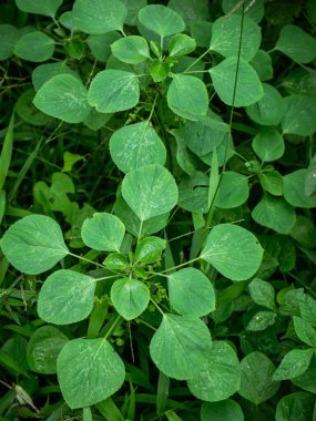 Acalypha indica ya da Indian acalypha Hint Merkür ya da Indian Nettle olarak da bilinir. Tıbbî kullanımıyla ve köklerini evcil kedilere çekmesiyle tanınır. Kedi nanesi gibi özellikleri vardır..