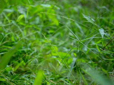 Taze yeşil bitkiler doğada çimenler. Yaprak ve su damlalarıyla doğal yeşil arkaplan.