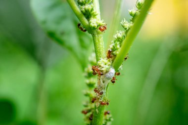 Yeşil Bitki Kökünde Honeydew için Yaprak Bitkileri Çiftçiliği.