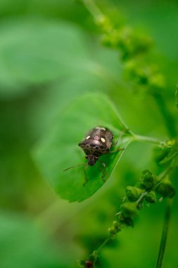 Beyaz benekli Jewel Bug (Scutelleridae) veya Paracritheus trimaculatus (Kalkan sırtlı böcek)).
