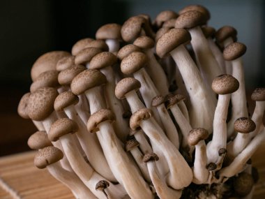 Taze kahverengi shimeji mantarı veya kayın mantarı.