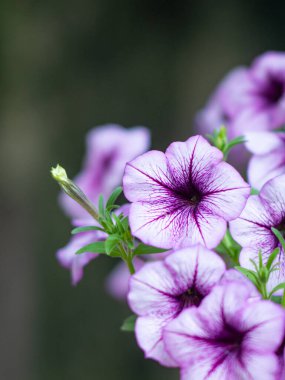 Petunya çiçeği yaz çayırında.