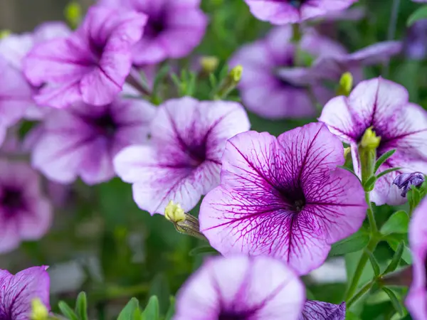 Petunya çiçeği yaz çayırında.