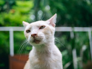 Burun sümüğüyle hasta turuncu kedi..
