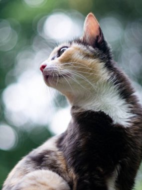 Yeşil gözlü şirin bir kedi portresi. Yeşil bokeh arka planı var..