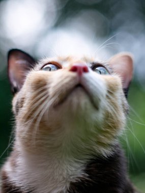 Yeşil gözlü şirin bir kedi portresi. Yeşil bokeh arka planı var..