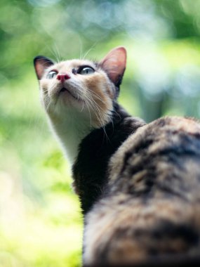 Yeşil gözlü şirin bir kedi portresi. Yeşil bokeh arka planı var..