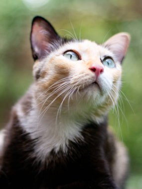 Yeşil gözlü şirin bir kedi portresi. Yeşil bokeh arka planı var..