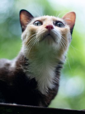 Yeşil gözlü şirin bir kedi portresi. Yeşil bokeh arka planı var..