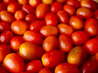 Organik kırmızı vişneli domates. Taze sebze. Boşluğu kopyala.