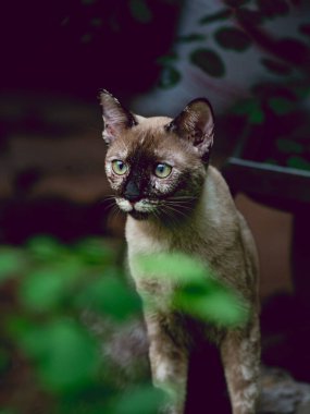 Kahverengi kedi yağmurdan sonra yeşil park bahçesinde oturur..