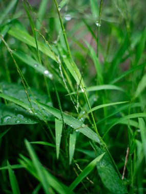 Taze doğa. Çimen yaprağını su çiğ tanesiyle kapat. Yağmurdan sonra damla damla..