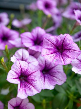 Petunya çiçeği yaz çayırında.