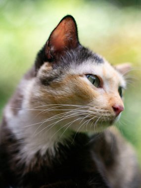 Yeşil gözlü şirin bir kedi portresi. Yeşil bokeh arka planı var..