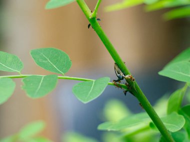 Tayland 'ın dalında Strang Treehoppe.