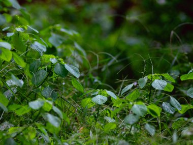 Taze yağmur çiy damlası arkaplan dokusuna sahip doğa yeşil yapraklar.