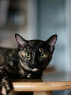 Kaplumbağa kabuğu kimera kedisi portresi, hayvan sağlığı konsepti..