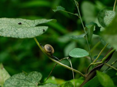 Bahçede taze yeşil yaprak üzerinde küçük salyangoz.