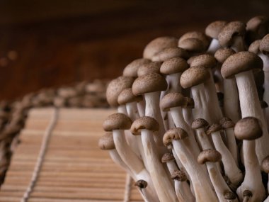 Taze kahverengi shimeji mantarı veya kayın mantarı.