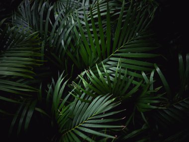 Koyu yeşil tropikal palmiye iz arkaplanı.