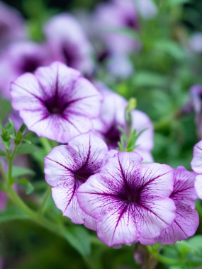 Petunya çiçeği yaz çayırında.