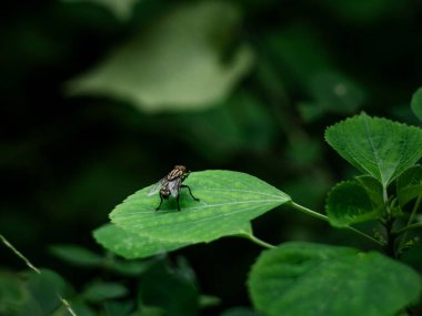 Bahçedeki taze yeşil yaprağın üzerinde uçan et böceği.