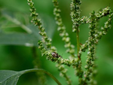 Tayland 'da yeşil yapraklı yırtıcı Koku Böceği