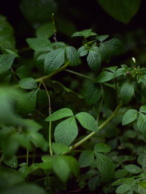 Taze yeşil bitkiler Yaprak ve su damlaları ile doğal yeşil arkaplan.