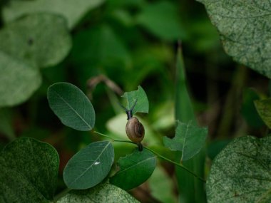 Bahçede taze yeşil yaprak üzerinde küçük salyangoz.