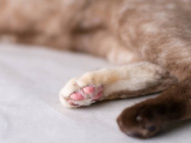 Şirin pembe kedi patisi ve sevimli yumuşak kürkü var..