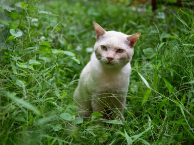 Turuncu kedi yağmurdan sonra taze yeşil bahçede oturur..