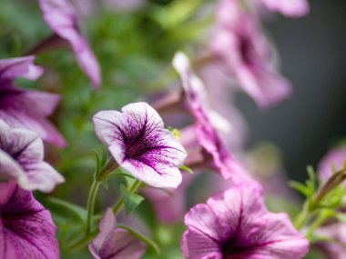 Petunya çiçeği yaz çayırında.