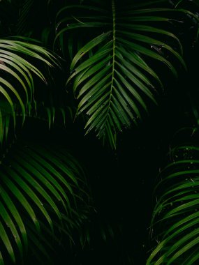 Tropik palmiye yaprakları yeşil doğa görünümü dekorasyon arka plan dokusu.