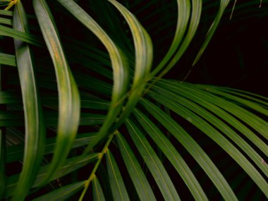 Tropik palmiye yaprakları yeşil doğa görünümü dekorasyon arka plan dokusu.