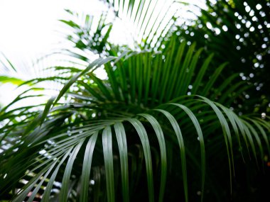 Tropik palmiye yaprakları yeşil doğa görünümü dekorasyon arka plan dokusu.