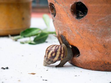 Beyaz arka planda bitki otuyla Afrika Kara Salyangozu.
