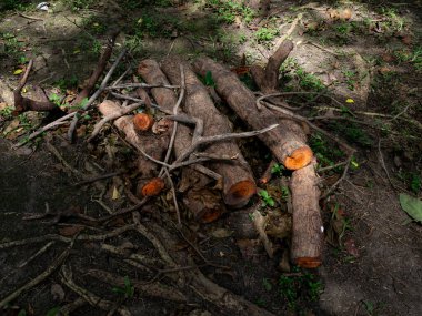 Taze doğranmış ağaç gövdeleri kereste orman sanayisini yığar..