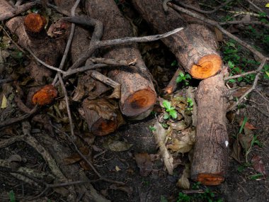 Taze doğranmış ağaç gövdeleri kereste orman sanayisini yığar..