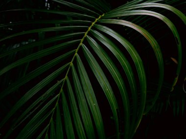 Tropik palmiye yaprakları yeşil doğa görünümü dekorasyon arka plan dokusu.