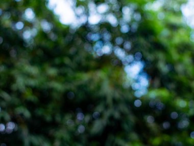 Nature Tree 'nin bulanık arka planı orman bahçesinde yapraklar bırakıyor..