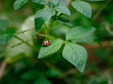 Uğur böcekleri ya da uğur böcekleri, doğa yeşili arka planda bir ot sapı üzerinde Coccinella.