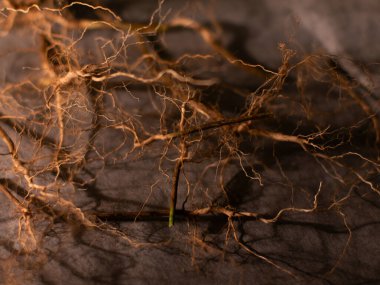 Kurutulmuş bitki kökü ve kabartma kağıdı. Bitkisel tıp konsepti.