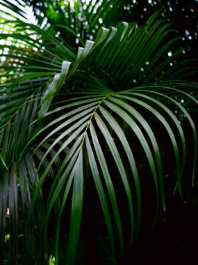Tropik palmiye yaprakları yeşil doğa görünümü dekorasyon arka plan dokusu.