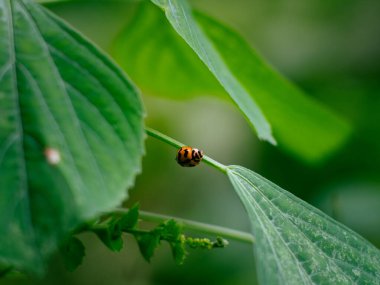 Uğur böcekleri ya da uğur böcekleri, doğa yeşili arka planda bir ot sapı üzerinde Coccinella.